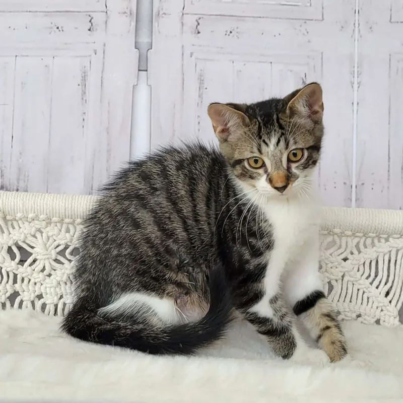 A baby medium-sized female Tabby (Brown / Chocolate) Tabby cat named Dr. Cube for adoption in Greensburg, PA