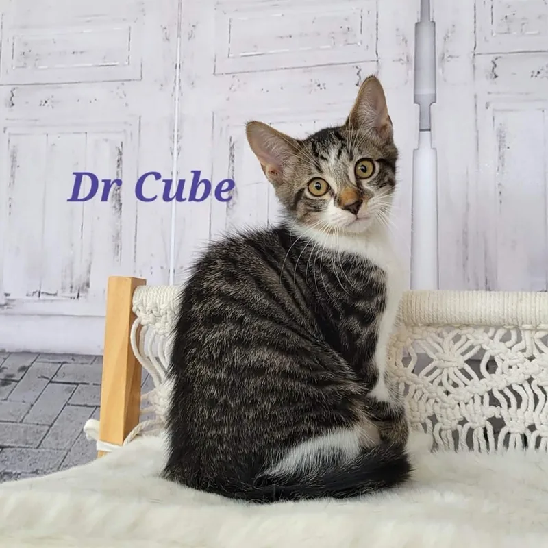 Dr. Cube thumbnail 5