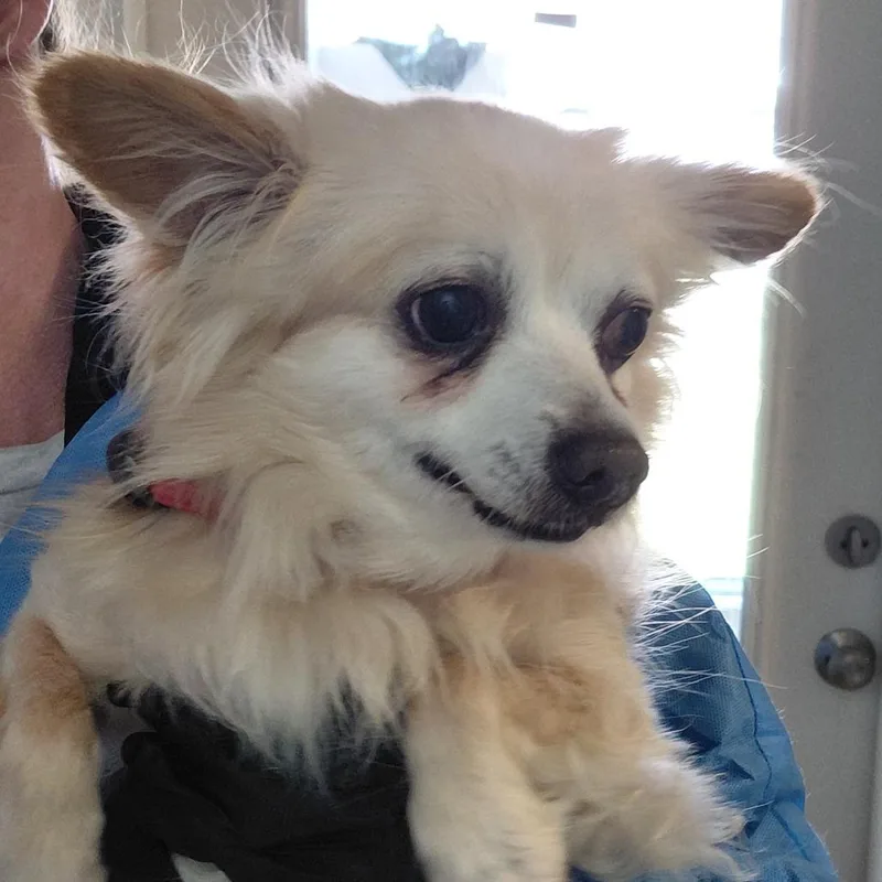 A senior small-sized male Yellow / Tan / Blond / Fawn Pomeranian dog named Nino for adoption in LOXAHATCHEE, FL