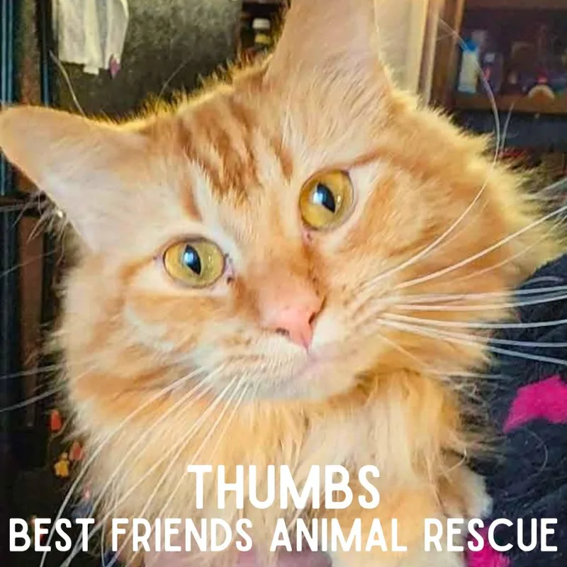 An adult small-sized male Orange / Red Domestic Medium Hair cat named Thumbs for adoption in Wasilla, AK