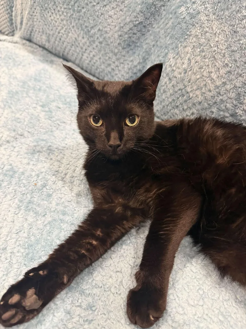 An adult medium-sized female Black American Shorthair cat named Ellen for adoption in Frisco, TX