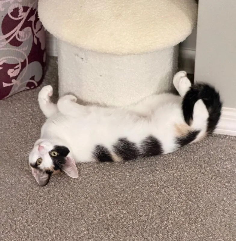 An adult medium-sized female Calico Domestic Short Hair cat named Nami for adoption in North Babylon, NY