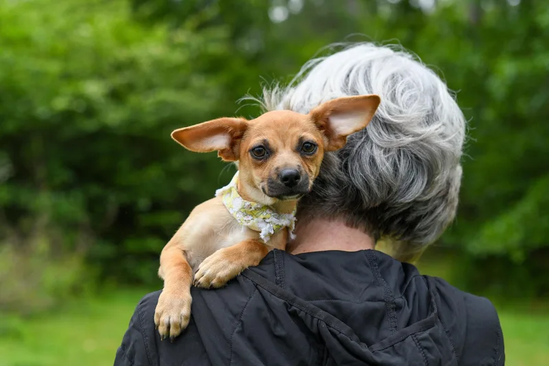 A baby medium-sized female Yellow / Tan / Blond / Fawn Mixed Breed dog named Talia for adoption in BONIFAY, FL