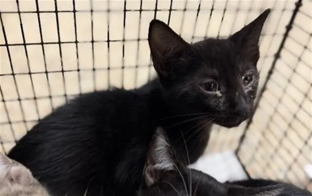A baby small-sized female Domestic Short Hair cat named Lali for adoption in Miami, FL