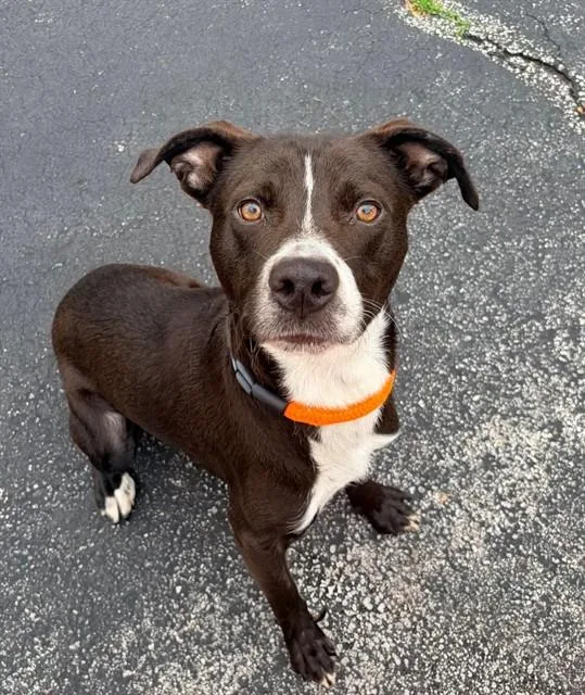 A young large-sized male Collie dog named Moose for adoption in Olivette, MO