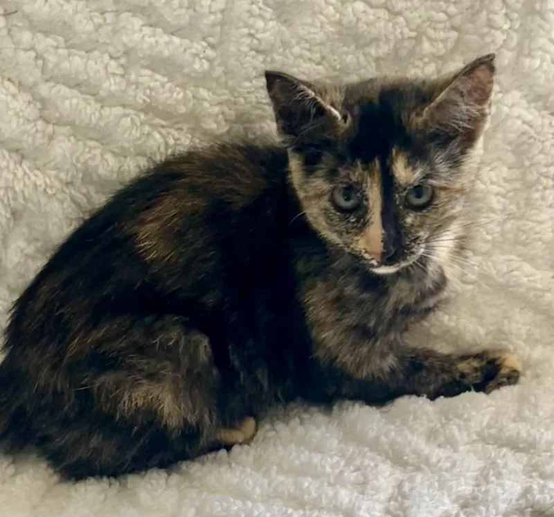 A baby medium-sized female Tortoiseshell cat named Tia for adoption in Bow, WA