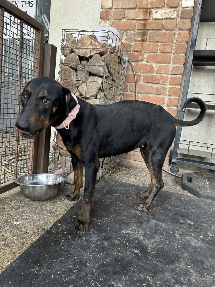 An adult medium-sized female Black Doberman Pinscher dog named Maisie May for adoption in TUCSON, AZ