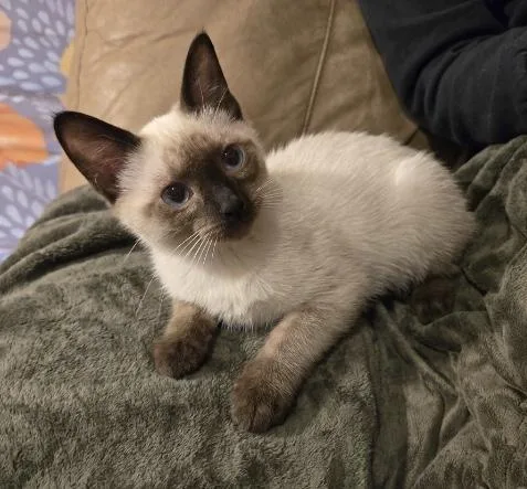 A young medium-sized male Chocolate Point Domestic Short Hair cat named Bean for adoption in Anchorage, AK