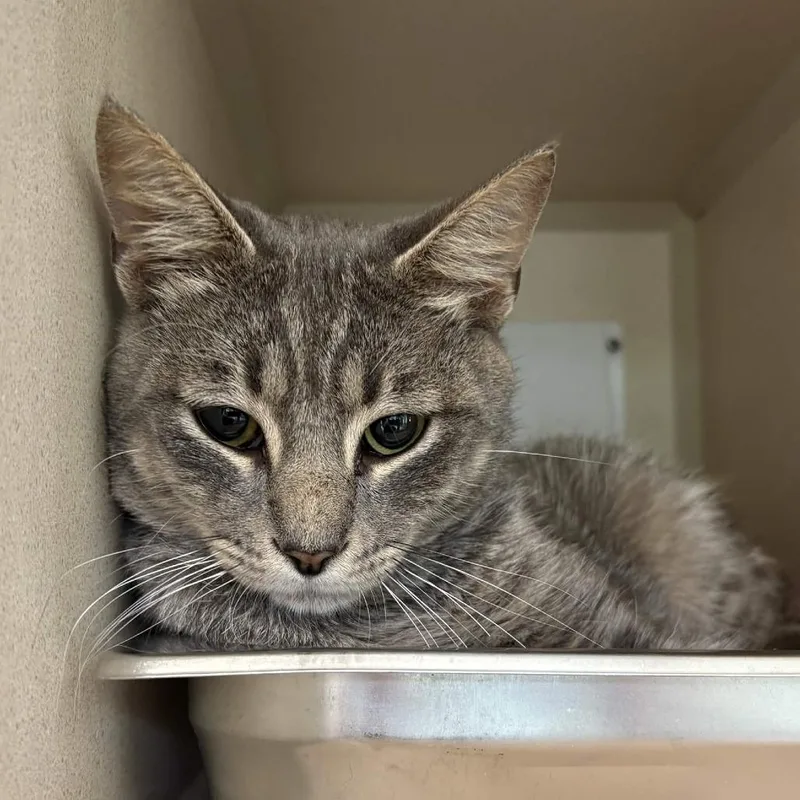 A young medium-sized male Gray / Blue / Silver Domestic Short Hair cat named Mr. Darcy for adoption in Gloucester, VA