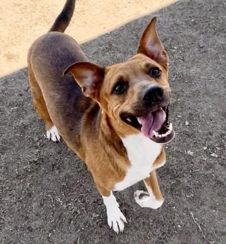 An adult medium-sized female Yellow / Tan / Blond / Fawn Corgi dog named Elvira for adoption in Thousand Oaks, CA