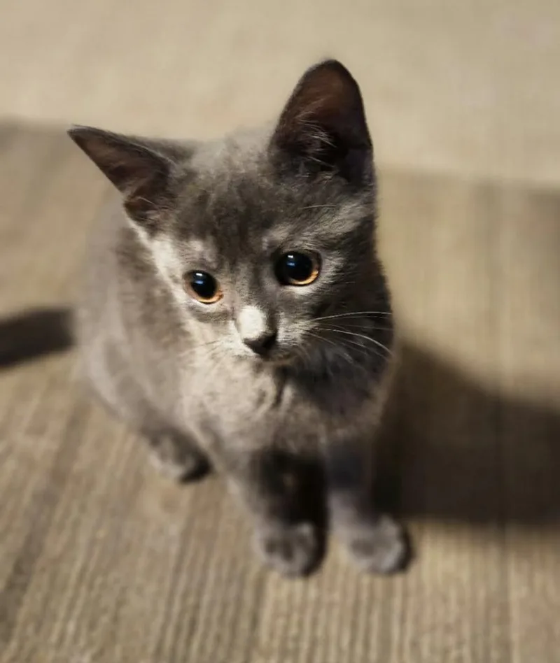 A baby medium-sized female Domestic Short Hair cat named Kit Kat for adoption in Warren, MI