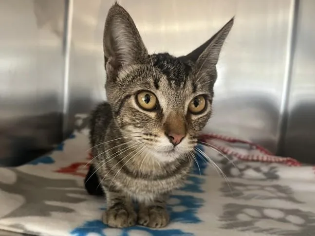 A baby small-sized male Domestic Short Hair cat named Eddie for adoption in San Pedro, CA