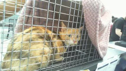 A young small-sized female Domestic Short Hair cat named Sophie for adoption in Charlotte, NC