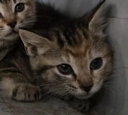 A baby small-sized female Domestic Short Hair cat named Goldie for adoption in San Pedro, CA