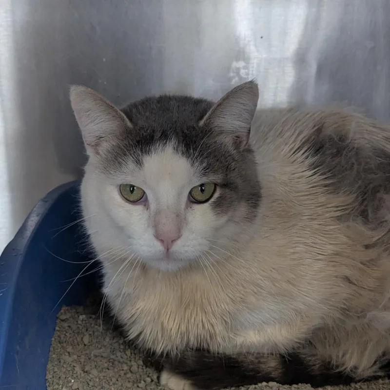 An adult large-sized male Gray / Blue / Silver Domestic Short Hair cat named Remmy for adoption in Indianapolis, IN