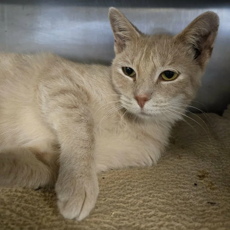 A young medium-sized female Buff / Tan / Fawn Domestic Short Hair cat named Gloria for adoption in Watertown, WI