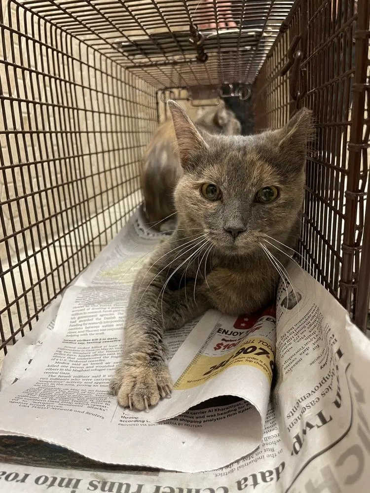 A young medium-sized female Domestic Short Hair cat named Liza for adoption in Ferndale, MI