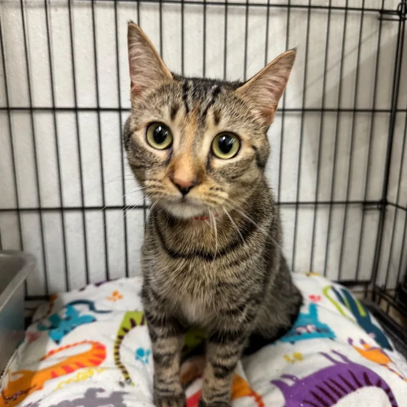 An adult medium-sized female Brown / Chocolate Domestic Short Hair cat named Kiwi for adoption in Hamburg, NY