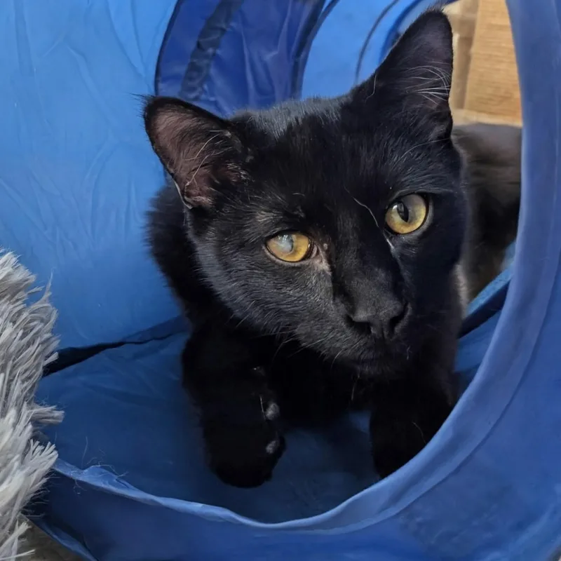 Peregrin thumbnail 2