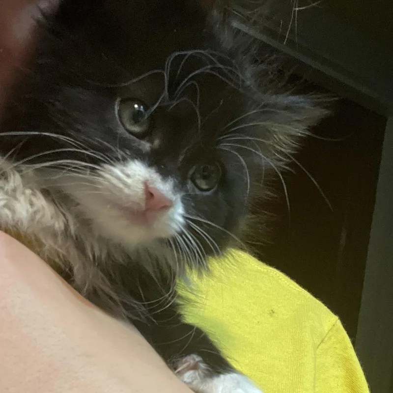 A baby small-sized female Black Domestic Long Hair cat named Mary for adoption in Baker City, OR