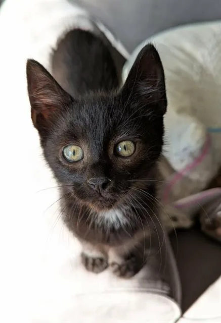 A baby medium-sized male Domestic Short Hair cat named Leo for adoption in Kent, WA