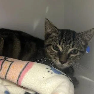 A baby small-sized male Brown / Chocolate Domestic Short Hair cat named Kermit for adoption in Cedar Rapids, IA
