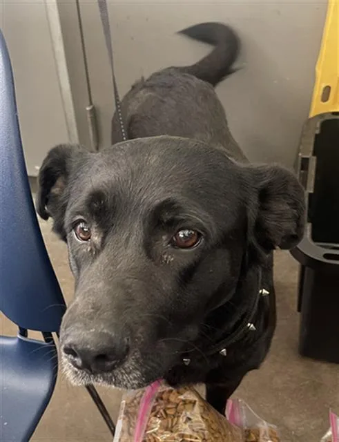 An adult large-sized female Mixed Breed dog named Polly for adoption in Dallas, TX