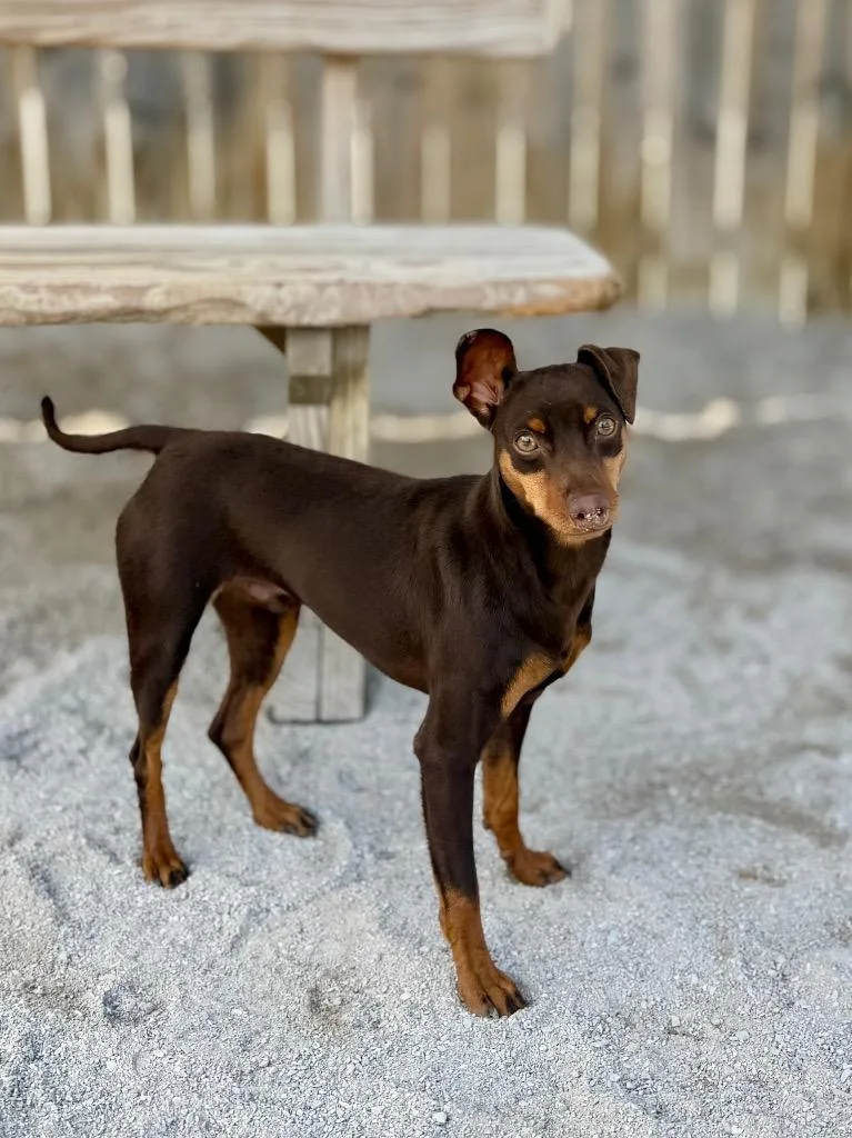 A young medium-sized male Miniature Pinscher dog named Peter Paul for adoption in Muskegon, MI