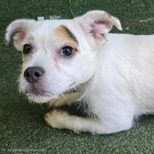 A baby medium-sized male Red / Chestnut / Orange Mixed Breed dog named ASchmidt for adoption in Bend, OR
