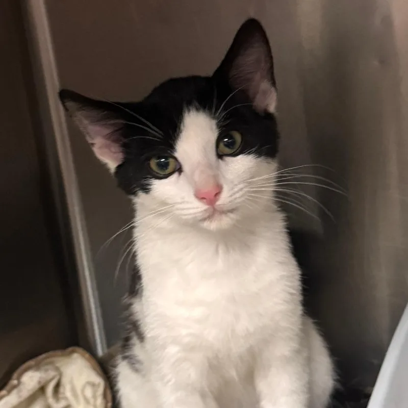 A baby small-sized male Black Domestic Short Hair cat named Pikachu for adoption in Marion, VA