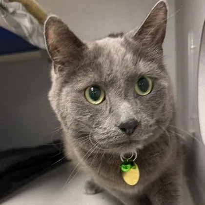 An adult medium-sized male Gray & White Domestic Short Hair cat named Sheridan for adoption in Lansing, MI