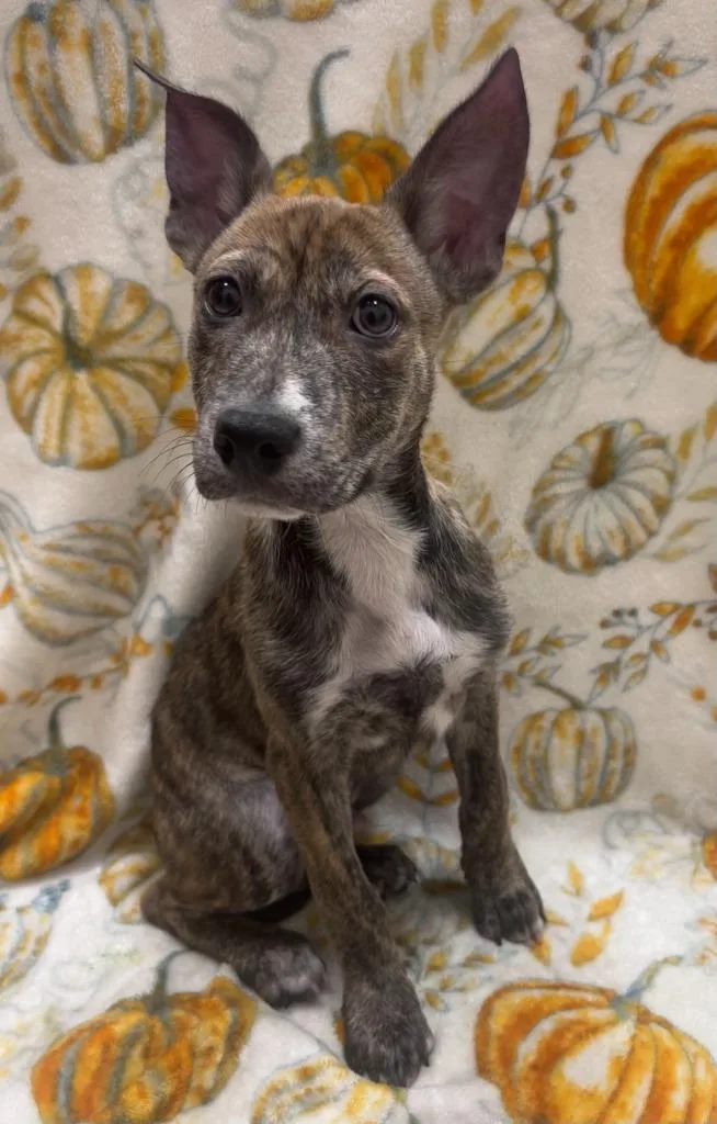 A baby medium-sized male Hound dog named Thor for adoption in Madison, GA