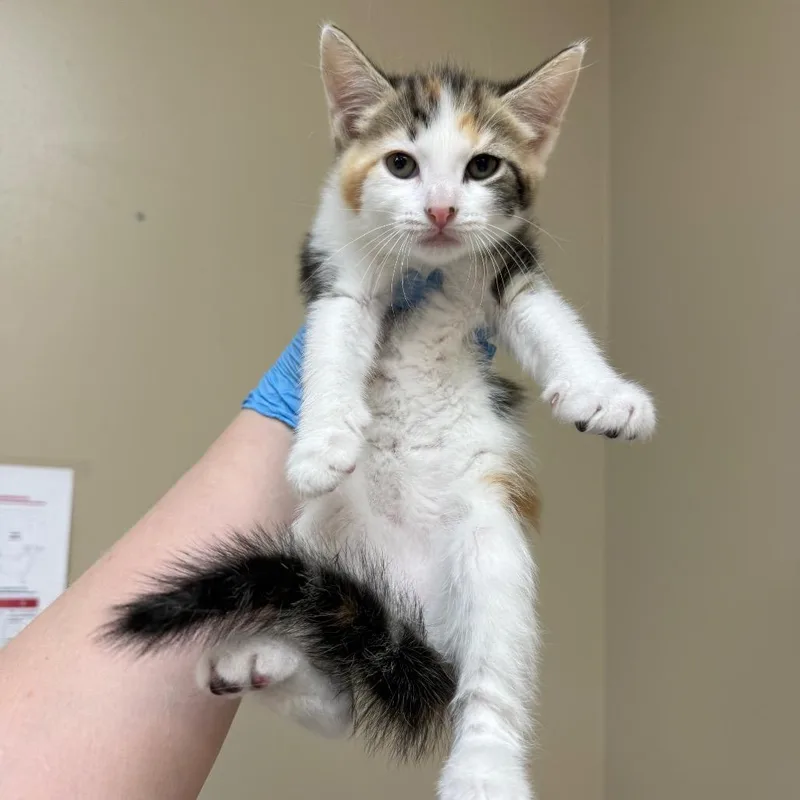 A baby small-sized female Torbie Domestic Short Hair cat named Luxe for adoption in Birmingham, AL