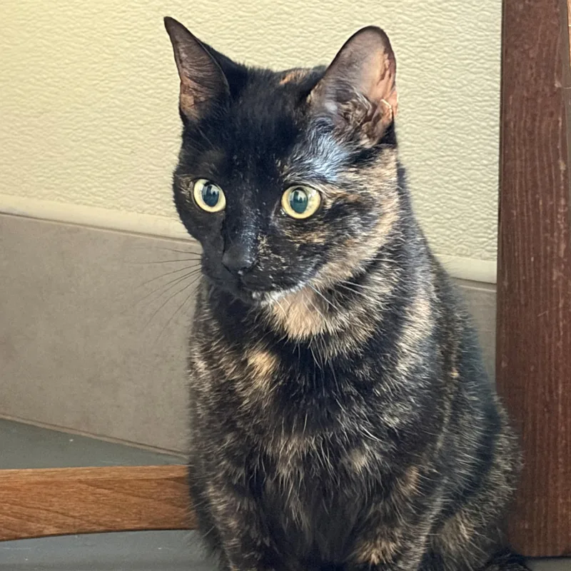 A young large-sized female Dilute Tortoiseshell Domestic Short Hair cat named Askar for adoption in Lodi, CA