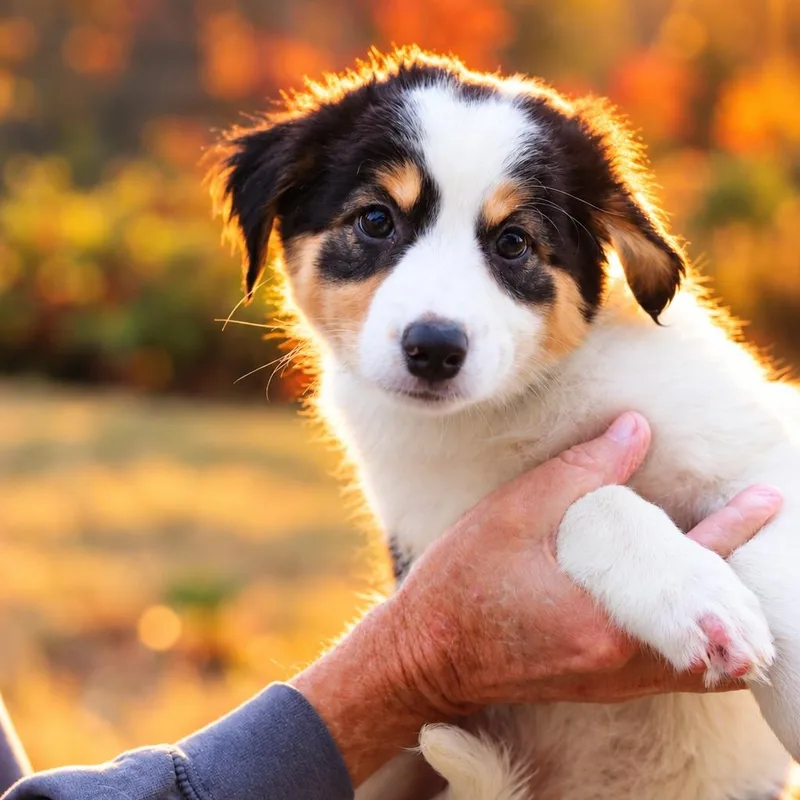 A baby medium-sized female Australian Shepherd dog named Mist for adoption in Eastford, CT