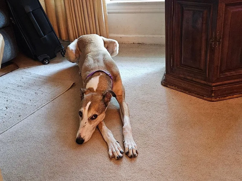 An adult large-sized female Hound dog named Billie for adoption in Kansas City, MO