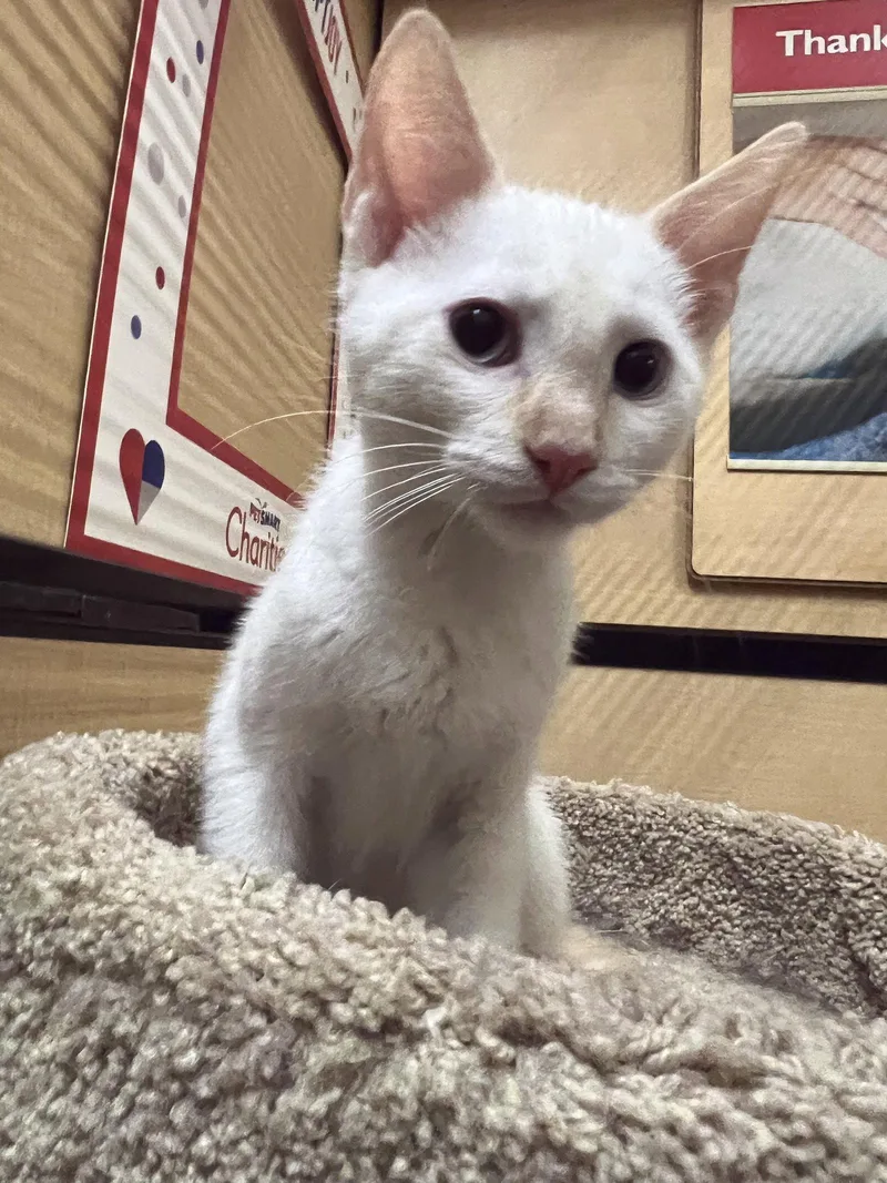 A young medium-sized male Siamese cat named Nugget for adoption in Riverside, CA