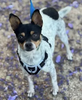 An adult small-sized male Merle (Blue) Chihuahua dog named Cowboy for adoption in Frazier Park, CA