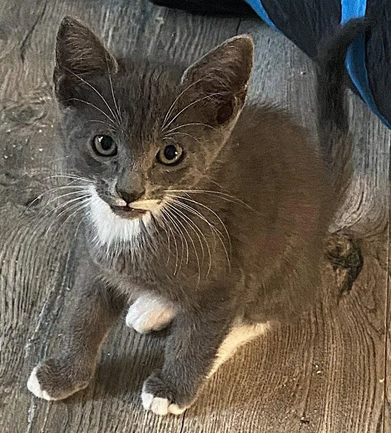 A baby medium-sized female Gray & White Domestic Short Hair cat named Curly Fry for adoption in Oviedo, FL