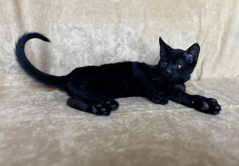 A baby medium-sized male Black Domestic Short Hair cat named Jett for adoption in Liverpool, TX