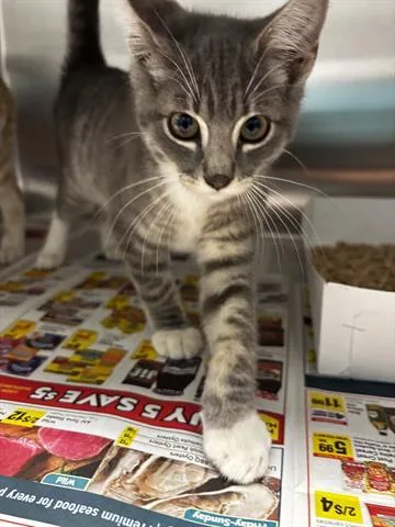 A baby small-sized male Domestic Short Hair cat named Daniel for adoption in San Martin, CA