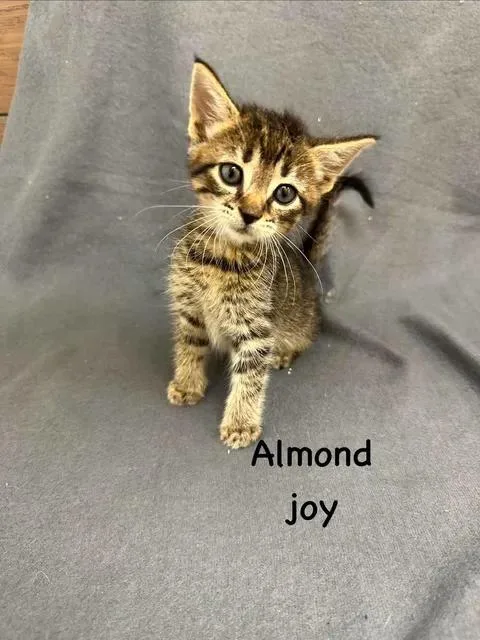 A baby medium-sized male Domestic Short Hair cat named Almond Joy for adoption in Port Lavaca, TX