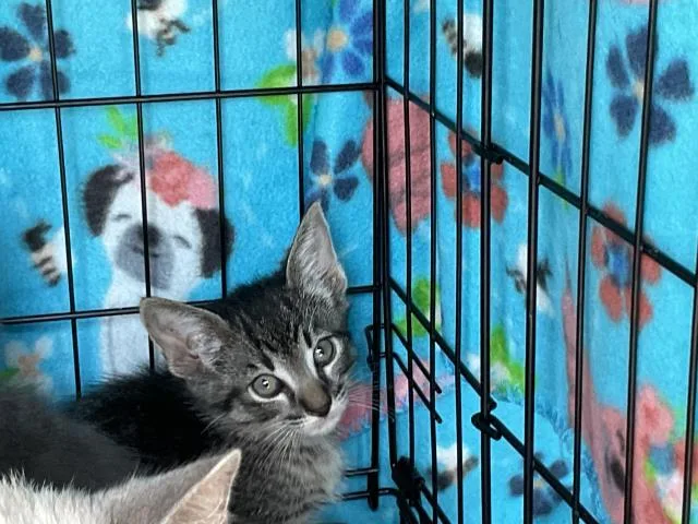 A young small-sized female Domestic Short Hair cat named Tiana for adoption in Ontario, CA