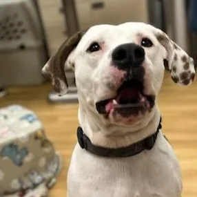 An adult large-sized male White / Cream Hound dog named Biggie for adoption in Montour Falls, NY