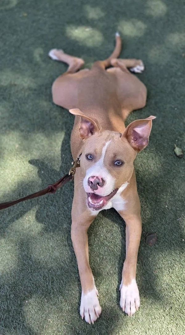 A young large-sized female Labrador Retriever dog named Marvina for adoption in Oceanside, CA