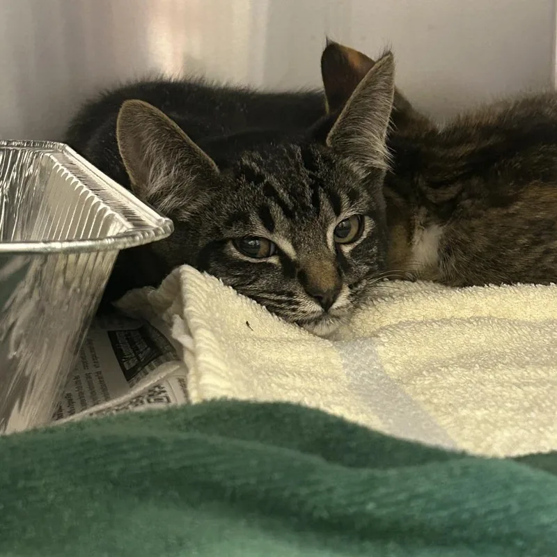 A baby small-sized male Black Domestic Short Hair cat named Devon for adoption in Asheville, NC