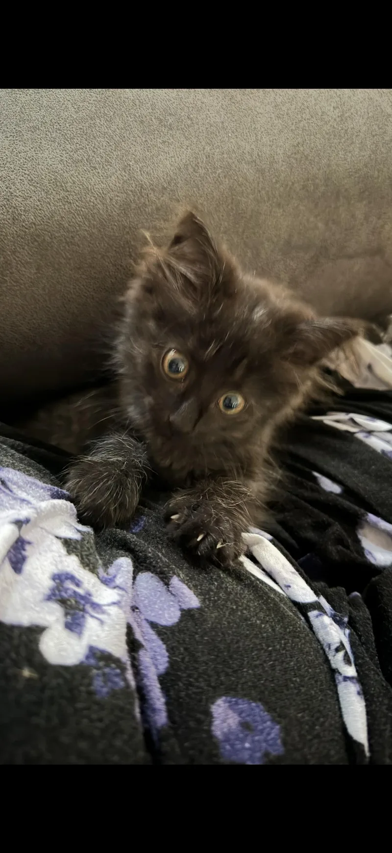 A baby medium-sized female Black Domestic Medium Hair cat named Victoria for adoption in Marvin, NC