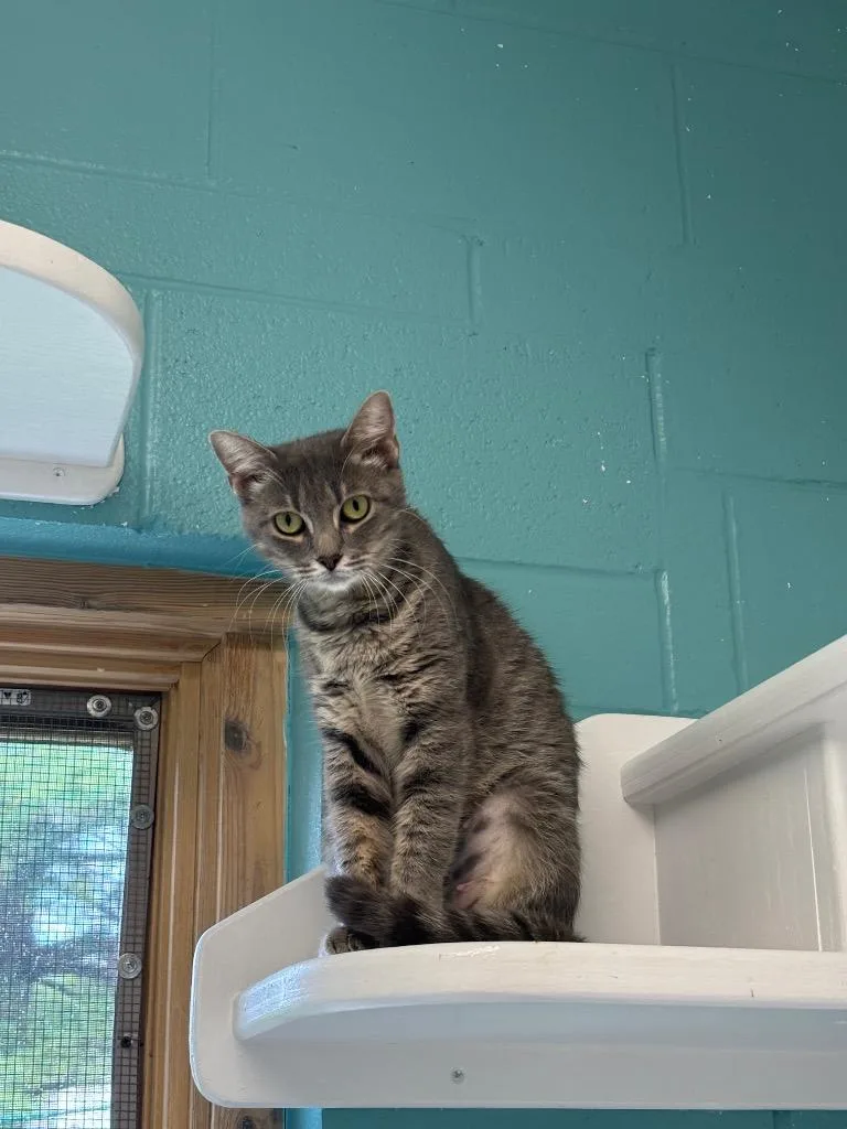 A young medium-sized female Domestic Short Hair cat named Cibo for adoption in Bloomington, IN