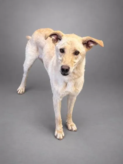 An adult medium-sized female Shepherd dog named Vega for adoption in Bowling Green, KY