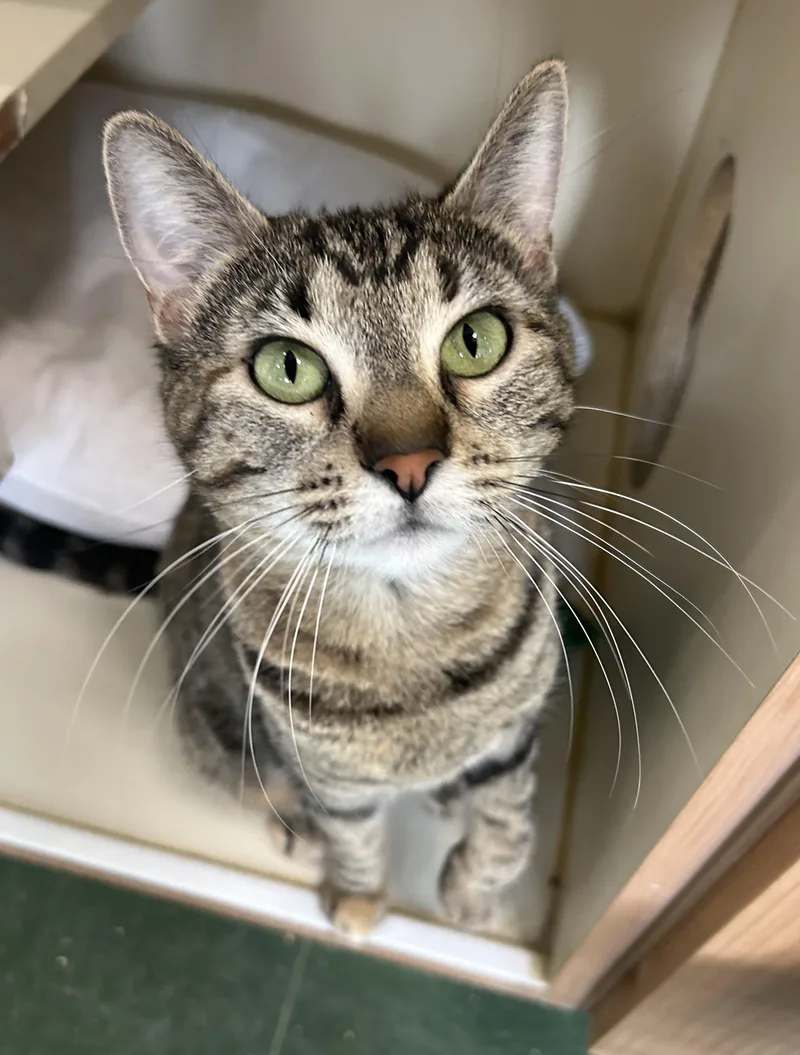 An adult medium-sized female Tabby (Brown / Chocolate) Domestic Short Hair cat named Billy Jean for adoption in Mokena, IL